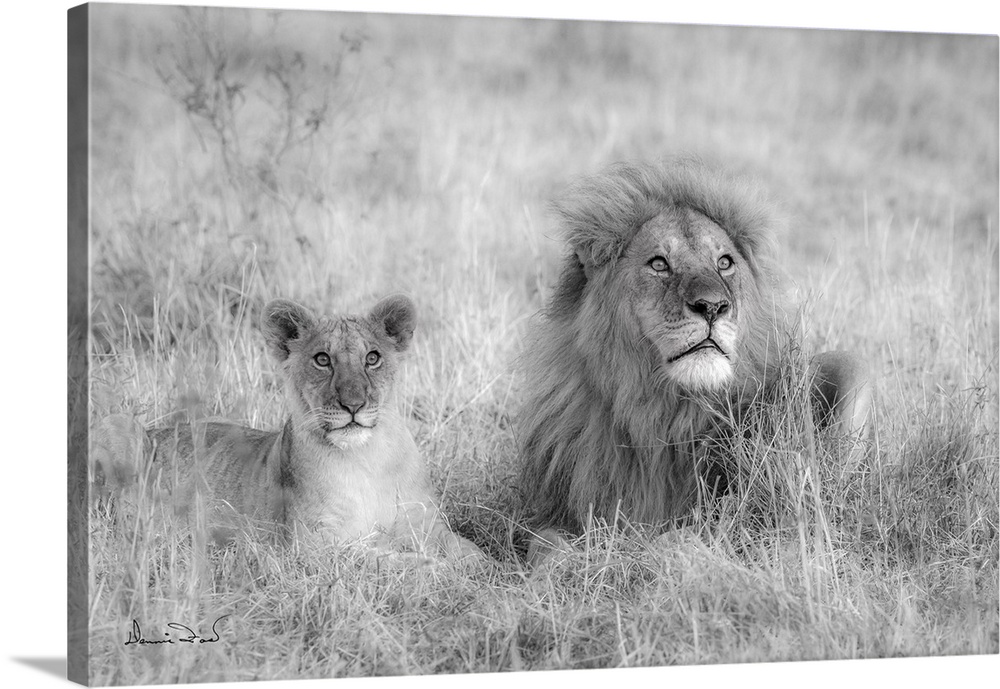 African lions in Masai Mara National Reserve, Kenya, Africa.
