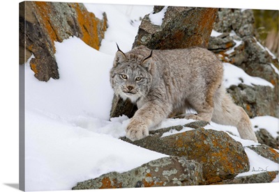 Lynx Stalking Amid Lichen-Covered Rocks