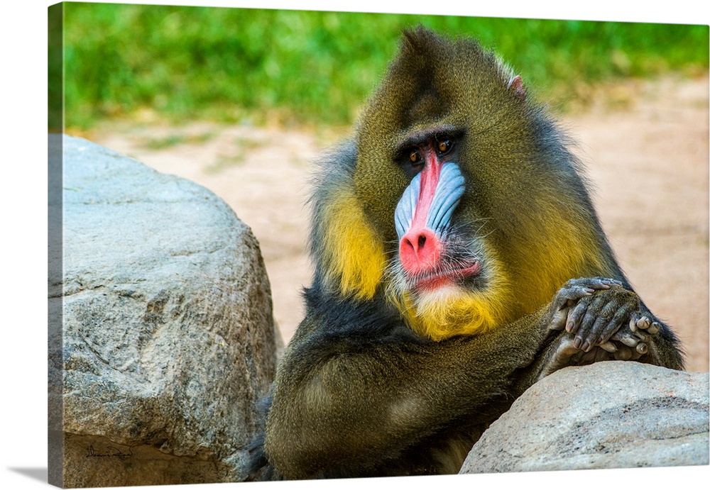 A male MANDRILL (Mandrillus sphinx), vulnerable in the rainforests of Africa relaxes in the Phoenix Zoo, Phoenix, Arizona,...