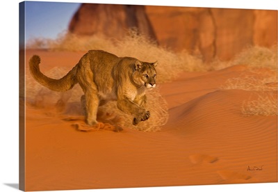 Mountain Lion Charge In Sand