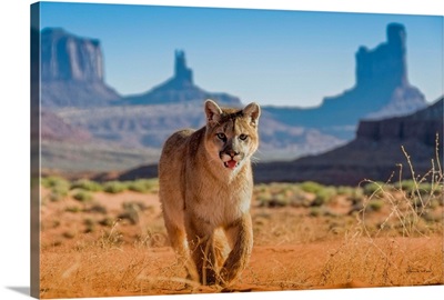 Mountain Lion Cub In Monument Valley
