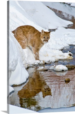 Mountain Lion Cub Reflected In Mountain Stream
