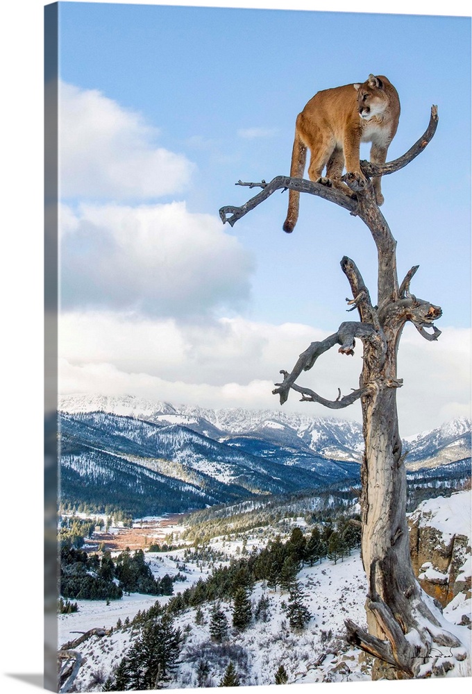 Mountain Lion (Felis concolor) portrait in tree near Bozeman, Montana, USA.