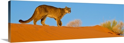 Mountain Lion On Desert Dunes