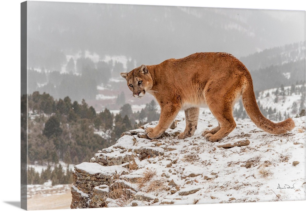 Mountain Lion (Felis concolor) on mountain cliff near Bozeman Montana, USA.