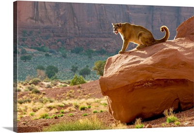 Mountain Lion On Sandstone Cliff