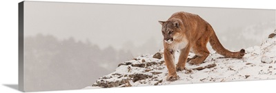 Mountain Lion On Snowy Mountain Cliff