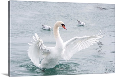 Mute Swan In Wing Flap Display