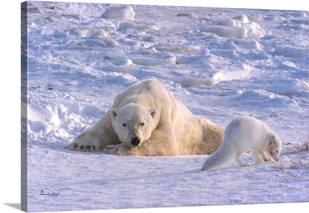 Arctic Fox (Vulpes lagopus) and Polar Bear (Ursus maritimus) relaxing together on Hudson Bay near Churchill, MB, Canada.