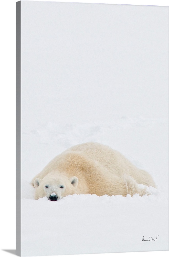 Polar bear on Hudson Bay coast in Manitoba, Canada, stretching out and getting comfortable in the fresh snow after heating...