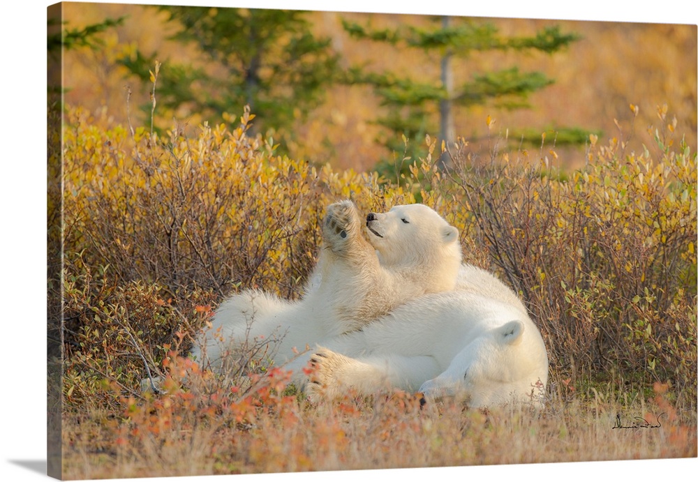 Polar Bear (Ursus maritimus) mother and cub near the  Hudson Bay Coast, Manitoba, Canada, bonding in a gorgeous Fall setting.