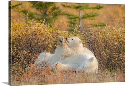 Polar Bear Cub Relaxing On Mother As Pillow