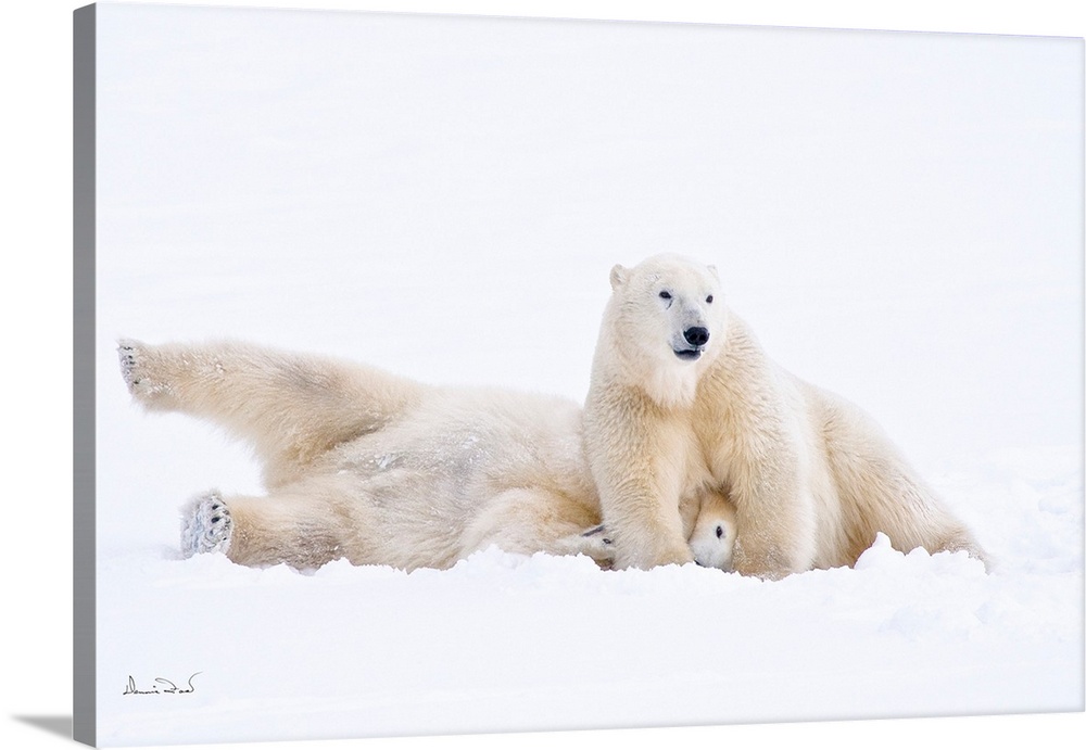 Down for the count polar bears play wrestling on sub-arctic Hudson Bay ice and snow, Churchill, MB, Canada.