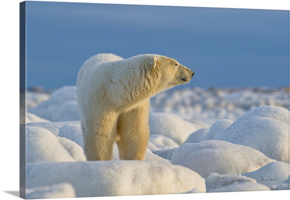 Polar bear on Hudson Bay coast in Manitoba, Canada, in a brilliant setting of ice-covered rocks against a cold blue sky.