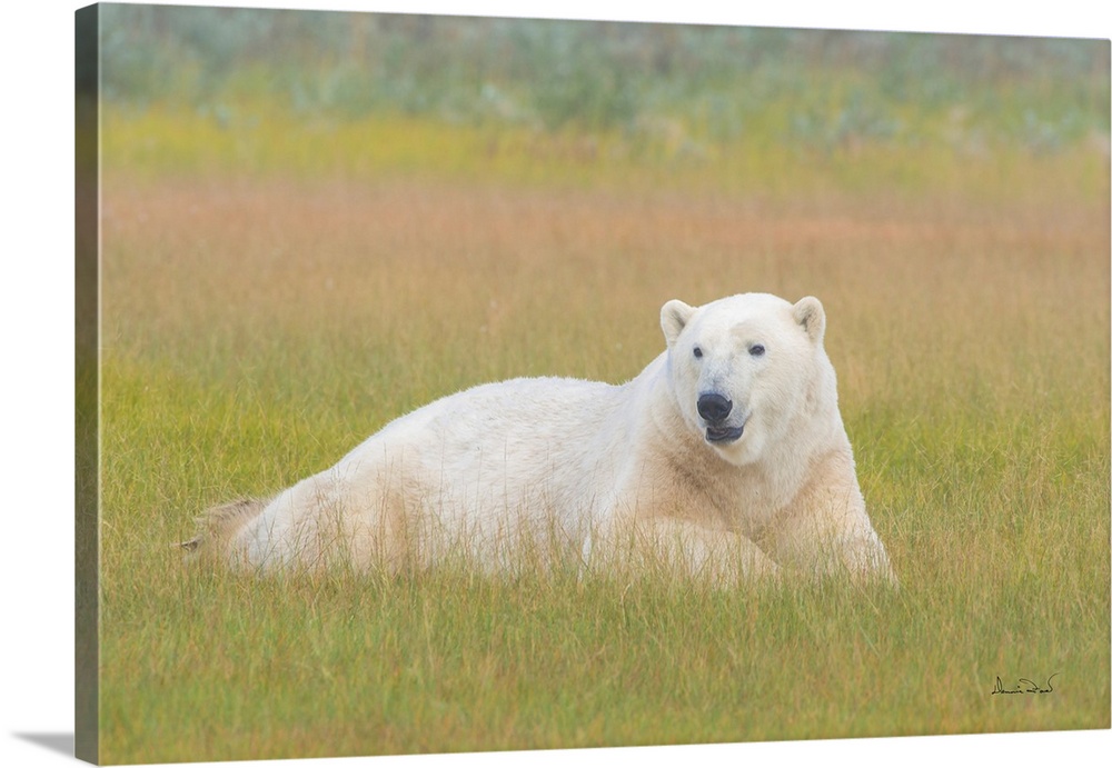 Large male polar bear on Hudson Bay coast in Manitoba, Canada stretching out and relaxing in a foggy setting of Fall color.