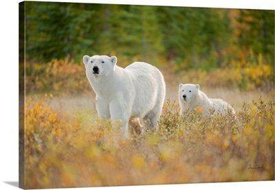 Polar Bear Mother And Cub Approaching In A Fall Setting