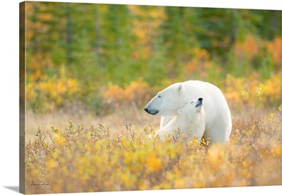 Polar Bear Mother And Cub Bonding In A Fall Setting
