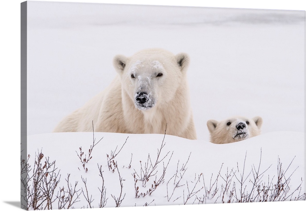 Polar Bear (Ursus maritimus) mother and cub near the  Hudson Bay Coast, Manitoba, Canada, cautiously eyeing the photographer.