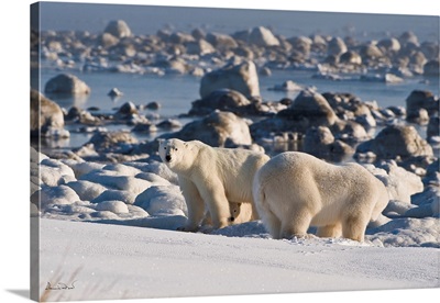 Polar Bear Mother Defends Her Cub