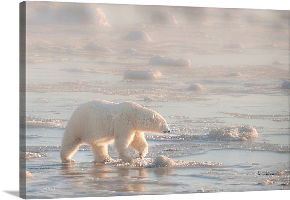 Sleepy polar bear on Hudson Bay Coast, Manitoba, Canada strolling through the fog on the sea ice.