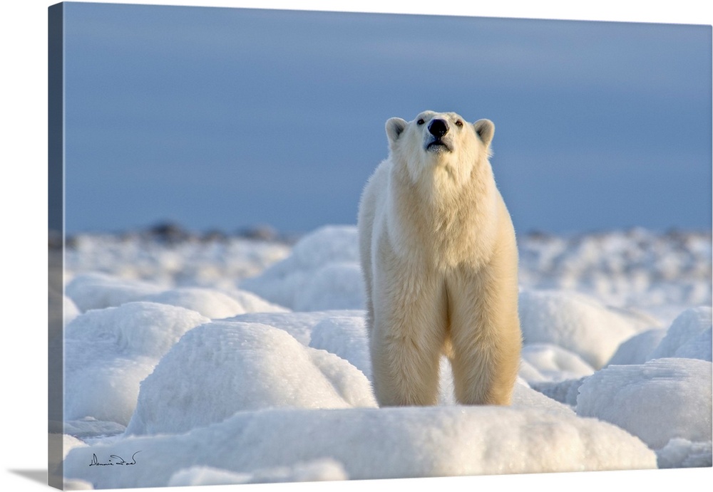 Polar bear on Hudson Bay coast in Manitoba, Canada, in a brilliant setting of ice-covered rocks against a cold blue sky co...