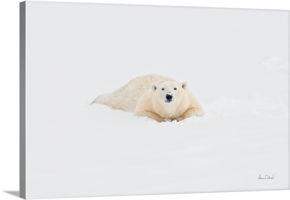Polar bear on Hudson Bay coast in Manitoba, Canada, stretching out and getting comfortable in the fresh snow after heating...