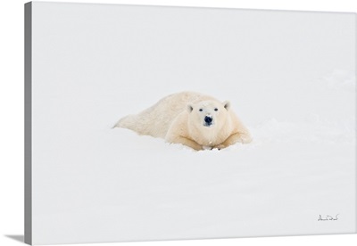 Polar Bear Playing On Sub-Arctic Hudson Bay Ice And Snow, Churchill, MB, Canada