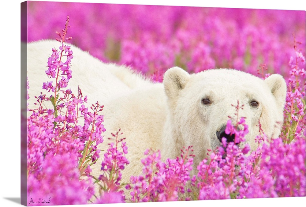 Polar Bear trying to hide in a field of pink fireweed on an island off the sub-Arctic coast of Hudson Bay, Churchill, Mani...