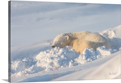 Polar Bear Resting After The Blizzard