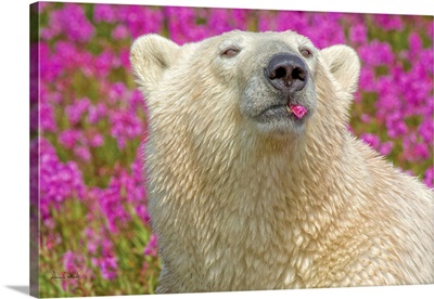 Polar Bear Savouring A Fireweed Petal