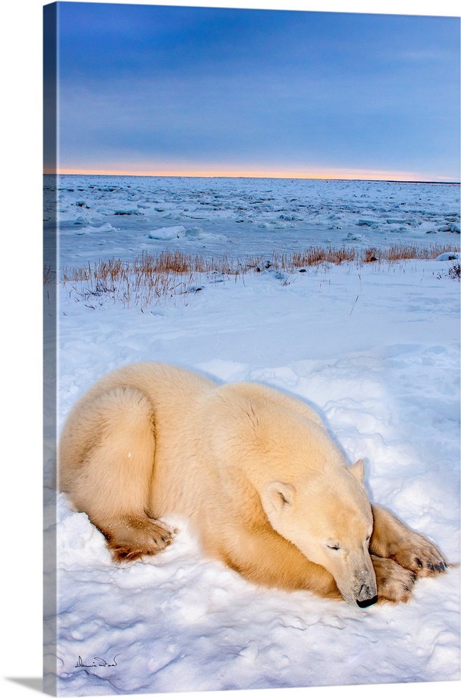 Polar Bear (Ursus maritimus) near the Hudson Bay Coast, Manitoba, Canada, having a nap at sunset.