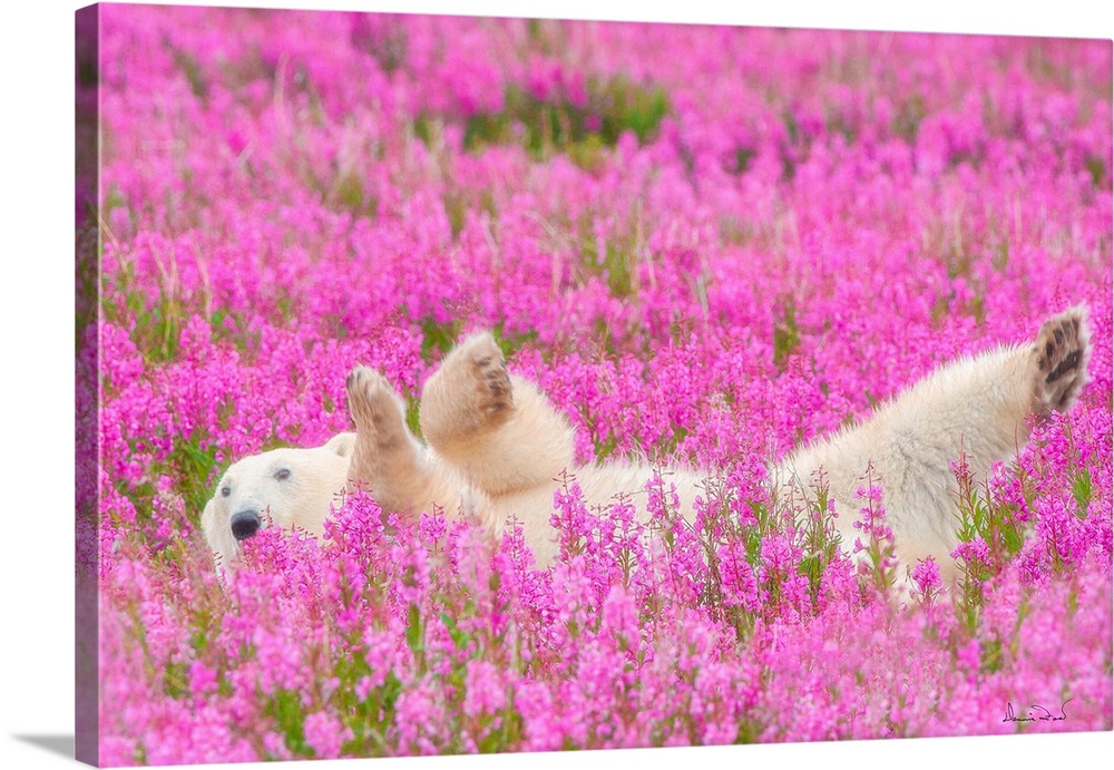 Polar Bear relaxing in a field of pink fireweed. This image was named one of the top 50 in the world as published by My Mo...