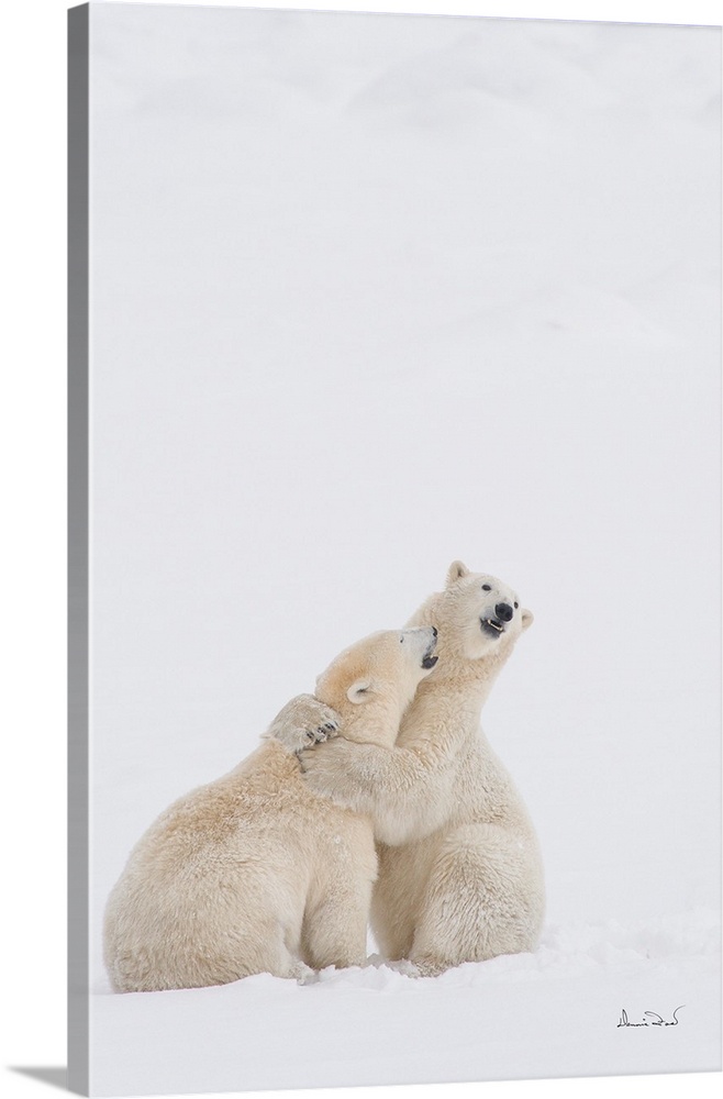 Polar bears in a  friendly wrestling embrace on sub-Arctic Hudson Bay ice and snow, Churchill, MB, Canada.