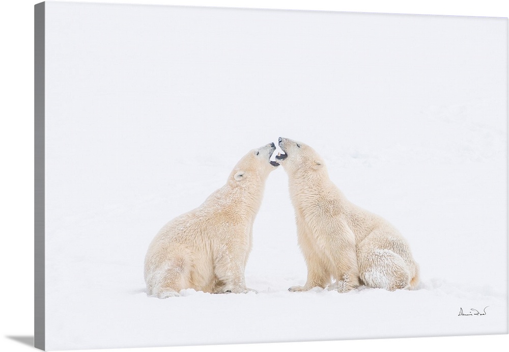 Polar bears in a pre-wrestling mouth check on sub-Arctic Hudson Bay ice and snow, Churchill, MB, Canada.