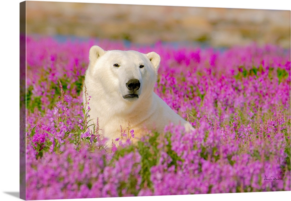 Polar Bear (Ursus maritimus) near the Hudson Bay Coast, Manitoba, Canada, posing in a field of pink fireweed flowers cover...