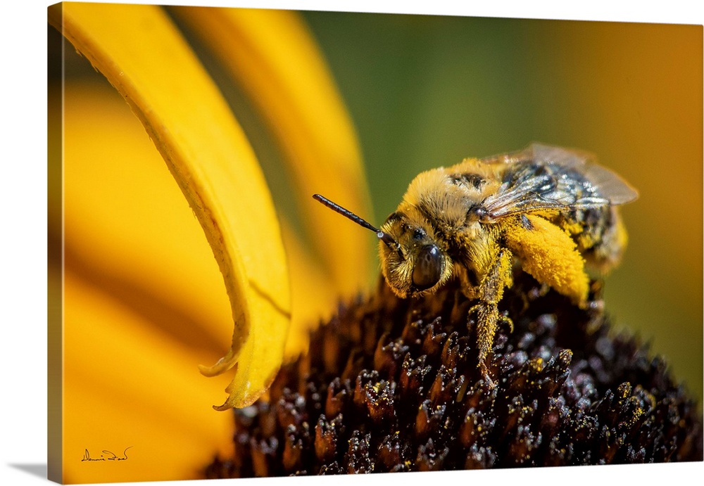 Native Manitoba wild bee feeding on sneezeweed (Helenium autumnale), and becoming covered in pollen in the process.