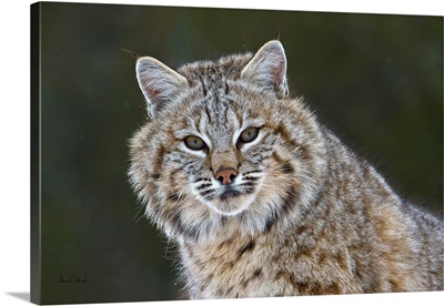 Portrait Of An Inquisitive Bobcat In Snowfall