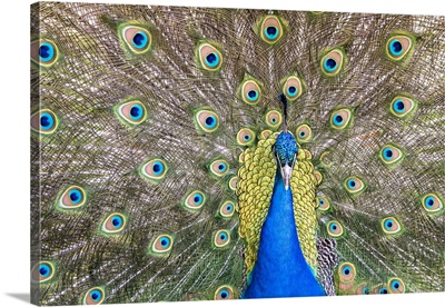 Proud Peacock, Assiniboine Park Zoo, Winnipeg, MB, Canada