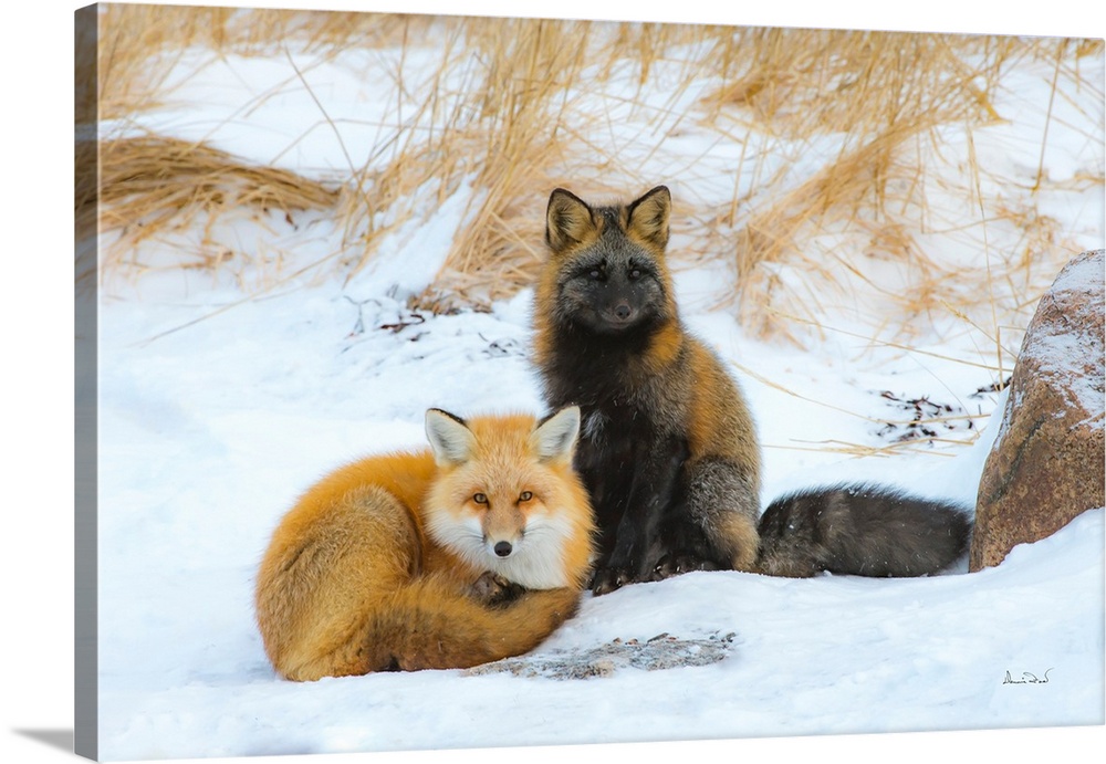 Red fox (Vulpes vulpes) normal phase and cross fox in friendly greeting, Seal River Lodge, Churchill, MB, Canada.
