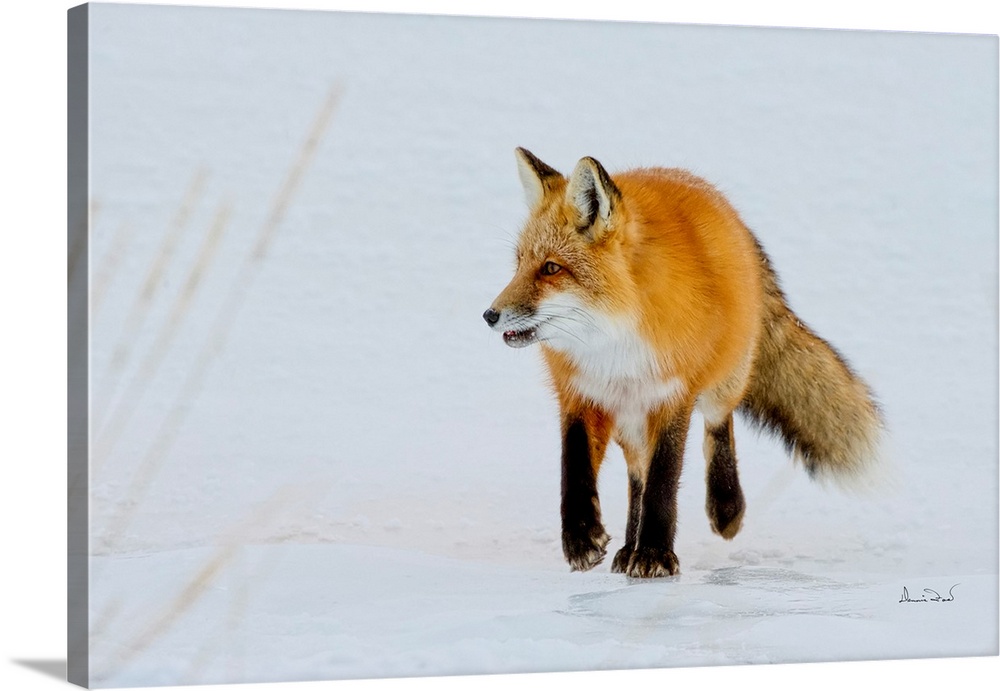 Red Fox (Vulpes vulpes) on the hunt near Hudson Bay, Churchill, MB, Canada.