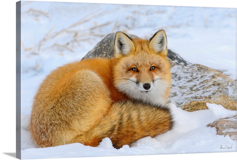 Alert Red Fox (Vulpes vulpes) resting in snow  near Hudson Bay, Churchill, MB, Canada.