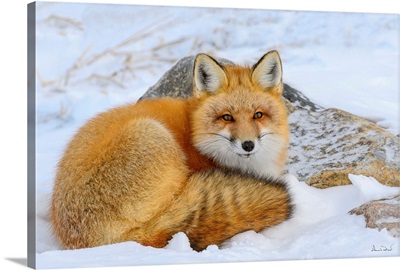 Red Fox Seeking Privacy