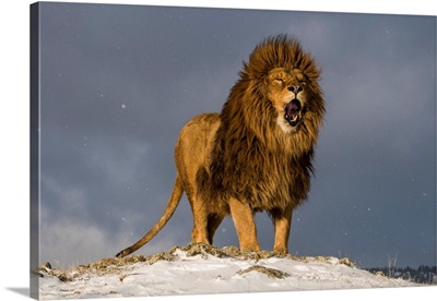 Roaring Barbary Lion In Winter