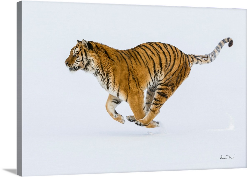 SIBERIAN or AMUR TIGER (Panthera tigris tigris) leaping through the snow, Bozeman, Montana, USA.