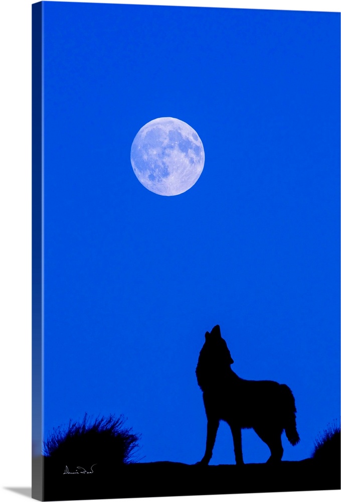 Composite of a captive grey wolf howling at the moon. Original moon in the photo replaced with detailed moon shot at the s...