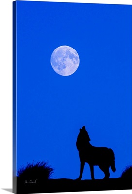 Silhouette Of Gray Wolf Howling At The Moon