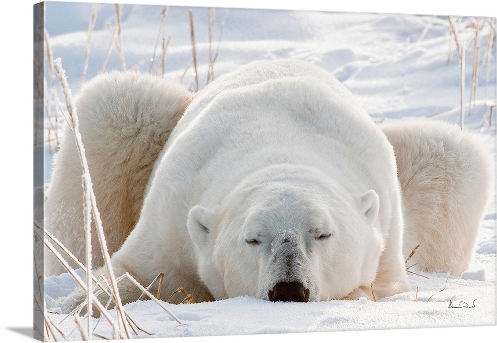 Sleepy polar bear on Hudson Bay Coast, Manitoba, Canada Waiting for the Real Cold.