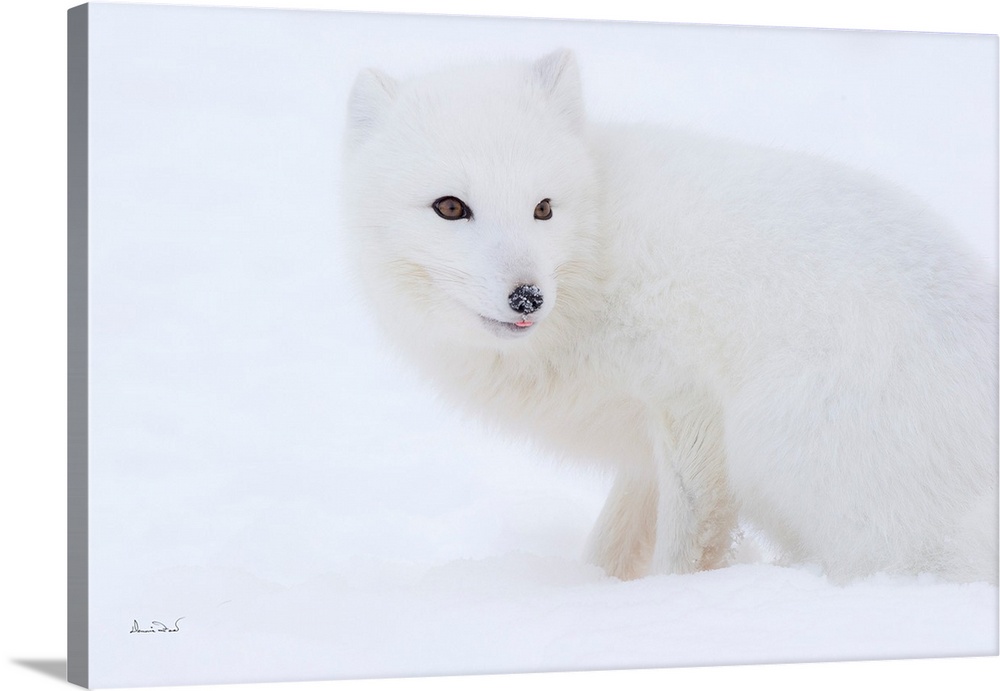 Curious Arctic Fox (Vulpes lagopus) posing for the camera on a foggy day, Churchill, Manitoba, Canada.