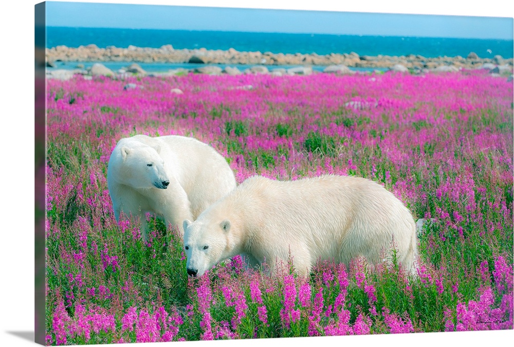 Two Polar Bears near the Hudson Bay Coast, Manitoba, Canada, looking for a resting spot in a field of pink fireweed flower...