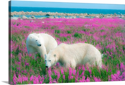 Two Polar Bears In A Field Of Pink Fireweed